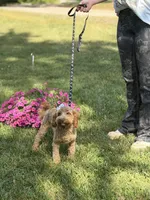 Maggie , a female Cockapoo and Poodle - Miniature  for sale in Boonville, NC – 3 of 7