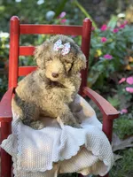 Bessie , a female Aussiedoodle for sale in Boonville, NC – 4 of 5