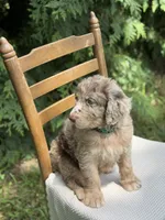 Hershey, a male Aussiedoodle and Poodle - Standard  for sale in Boonville, NC – 4 of 6