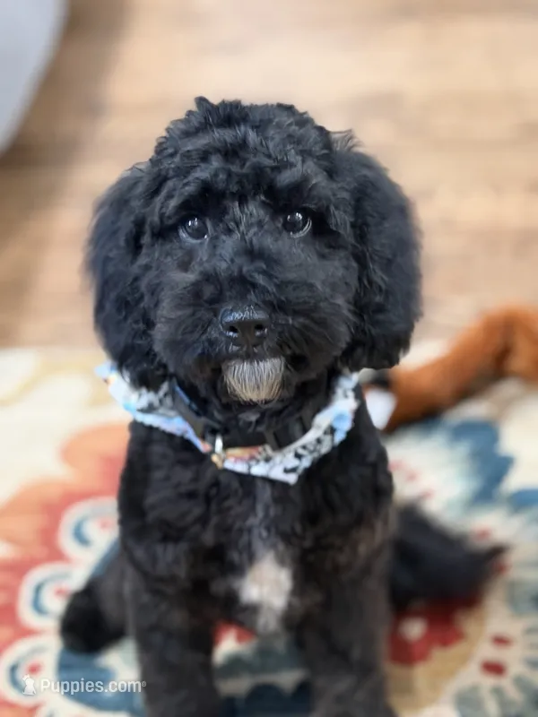 Dylan in training  – Cockapoo, Poodle - Miniature  puppy for sale in Boonville, NC
