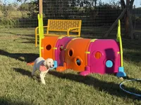 Maple , a female English Cream Golden Retriever for sale in Boonville, NC – 4 of 5