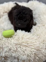 Poppie , a female Miniature Goldendoodle for sale in Boonville, NC – Photo 4 of 4