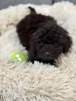 Poppie , a female Miniature Goldendoodle for sale in Boonville, NC – Photo 2 of 4