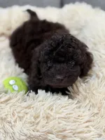 Poppie , a female Miniature Goldendoodle for sale in Boonville, NC – Photo 1 of 4