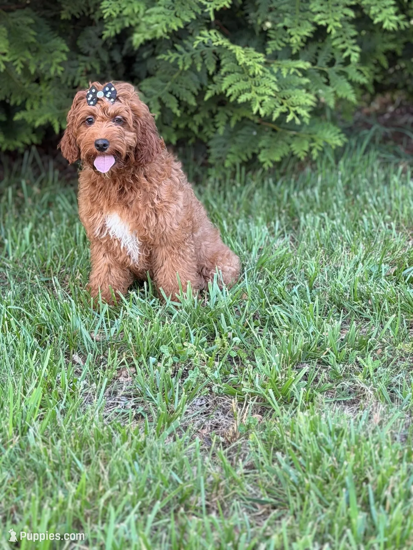 Luna , a female Cockapoo and Miniature Goldendoodle for sale in Boonville, NC – Photo 2 of 2