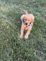 Milo, a male Golden Retriever for sale in Boonville, NC – 6 of 6