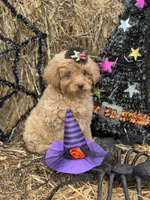 Anna, a female Miniature Goldendoodle for sale in Boonville, NC – 2 of 5