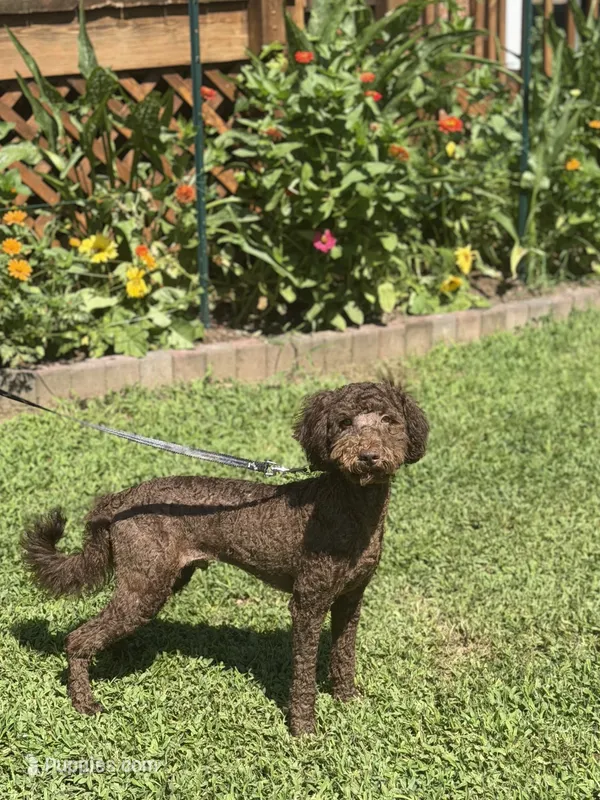 Ollie  – Poodle - Miniature , Miniature Goldendoodle puppy for sale in Boonville, NC