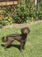 Ollie , a male Poodle - Miniature  and Miniature Goldendoodle for sale in Boonville, NC – 1 of 2