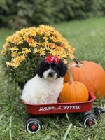Maddie , a female Miniature Goldendoodle for sale in Boonville, NC – 1 of 10