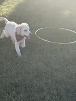 Malory , a female English Cream Golden Retriever for sale in Boonville, NC – 4 of 6