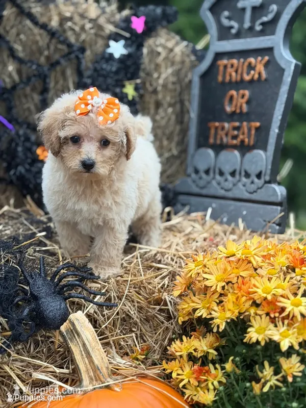 Callie – Miniature Goldendoodle puppy for sale in Boonville, NC