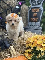 Callie, a female Miniature Goldendoodle for sale in Boonville, NC – 3 of 7
