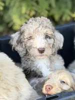 Bessie , a female Aussiedoodle for sale in Boonville, NC – 2 of 5