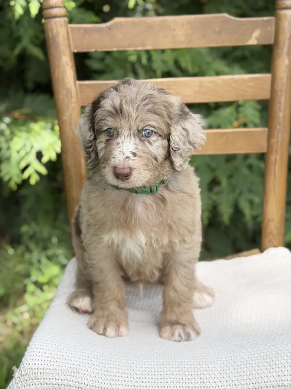 Hershey – Aussiedoodle, Poodle - Standard  puppy for sale in Boonville, NC