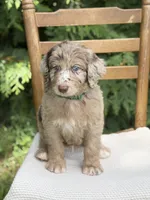Hershey, a male Aussiedoodle and Poodle - Standard  for sale in Boonville, NC – 1 of 6