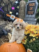 Callie, a female Miniature Goldendoodle for sale in Boonville, NC – 5 of 7