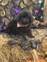 Oliver , a male Miniature Goldendoodle for sale in Boonville, NC – 7 of 10