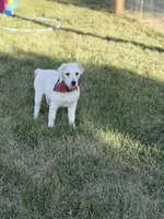 Malory , a female English Cream Golden Retriever for sale in Boonville, NC – 6 of 6