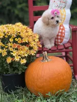 Lainey , a female Miniature Goldendoodle for sale in Boonville, NC – 5 of 6