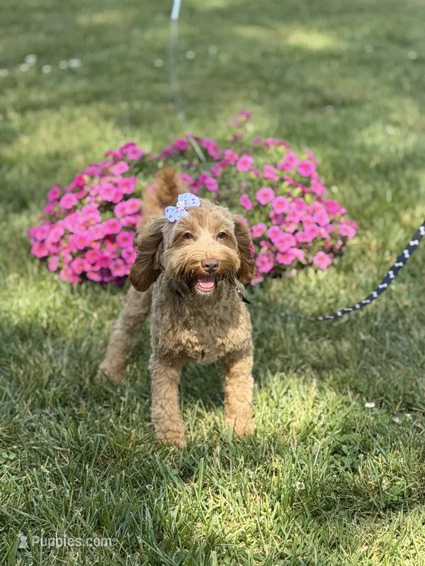 Maggie  – Cockapoo, Poodle - Miniature  puppy for sale in Boonville, NC