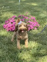 Maggie , a female Cockapoo and Poodle - Miniature  for sale in Boonville, NC – 1 of 7