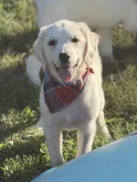 Malory , a female English Cream Golden Retriever for sale in Boonville, NC – 1 of 6