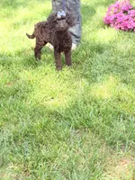 Delilah , a female Poodle - Miniature  and Miniature Goldendoodle for sale in Boonville, NC – 8 of 8