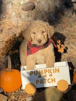 Milo, a male Aussiedoodle for sale in Boonville, NC – 2 of 6