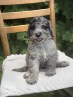 Rain, a male Aussiedoodle and Poodle - Standard  for sale in Boonville, NC – 3 of 4