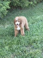 Charlie , a male Cockapoo and Miniature Goldendoodle for sale in Boonville, NC – Photo 2 of 3