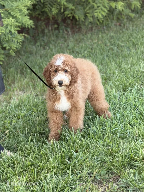 Charlie , a male Cockapoo and Miniature Goldendoodle for sale in Boonville, NC – Photo 1 of 3