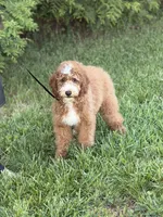 Charlie , a male Cockapoo and Miniature Goldendoodle for sale in Boonville, NC – Photo 1 of 3