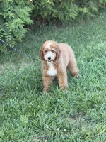 Charlie , a male Cockapoo and Miniature Goldendoodle for sale in Boonville, NC – Photo 3 of 3