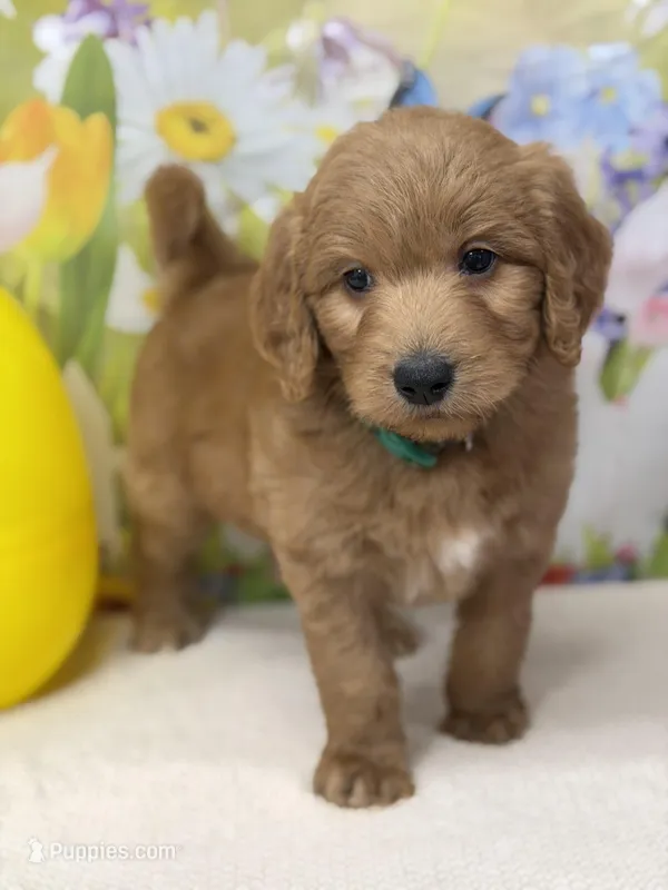 Cody  – Goldendoodle, Poodle - Standard  puppy for sale in Boonville, NC