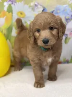 Cody , a male Goldendoodle and Poodle - Standard  for sale in Boonville, NC – Photo 1 of 5