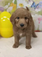 Cody , a male Goldendoodle and Poodle - Standard  for sale in Boonville, NC – Photo 2 of 5