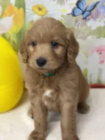 Cody , a male Goldendoodle and Poodle - Standard  for sale in Boonville, NC – Photo 3 of 5