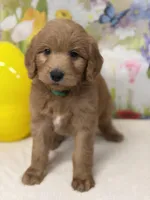 Cody , a male Goldendoodle and Poodle - Standard  for sale in Boonville, NC – Photo 5 of 5