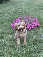 Maggie , a female Cockapoo and Poodle - Miniature  for sale in Boonville, NC – 2 of 7