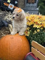 Callie, a female Miniature Goldendoodle for sale in Boonville, NC – 4 of 7