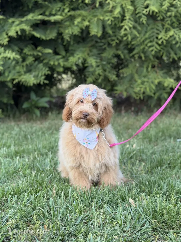 Maggie in training  – Cockapoo, Poodle - Miniature  puppy for sale in Boonville, NC