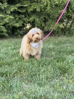 Maggie in training , a female Cockapoo and Poodle - Miniature  for sale in Boonville, NC – Photo 4 of 4