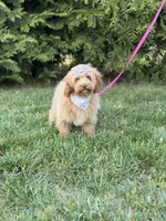 Maggie in training , a female Cockapoo and Poodle - Miniature  for sale in Boonville, NC – Photo 3 of 4