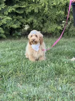Maggie in training , a female Cockapoo and Poodle - Miniature  for sale in Boonville, NC – Photo 2 of 4