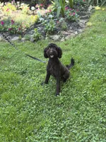 Jack , a male Poodle - Miniature  and Miniature Goldendoodle for sale in Boonville, NC – 2 of 2