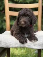 Kacey , a male Aussiedoodle and Poodle - Standard  for sale in Boonville, NC – 3 of 3