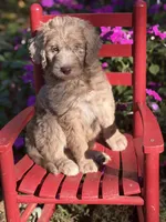 Boone , a male Aussiedoodle for sale in Boonville, NC – 5 of 5