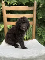 Murphy , a male Aussiedoodle and Poodle - Standard  for sale in Boonville, NC – 2 of 3