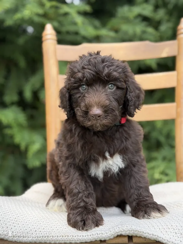 Kacey  – Aussiedoodle, Poodle - Standard  puppy for sale in Boonville, NC